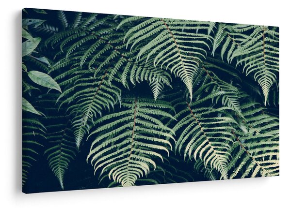 A páfrány levelek képe (90x60 cm)