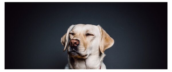 Labrador képe (120x50 cm)