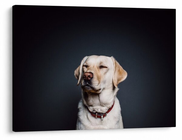 Labrador képe (70x50 cm)