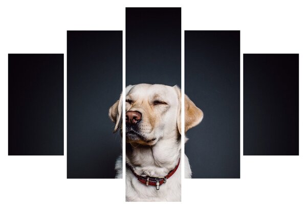 Labrador képe (150x105 cm)