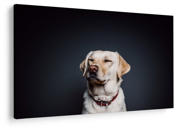 Labrador képe (90x60 cm)