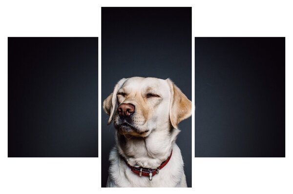 Labrador képe (90x60 cm)
