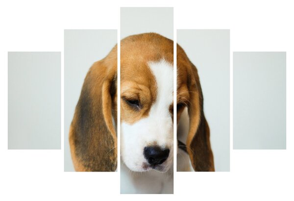 Beagle képe (150x105 cm)