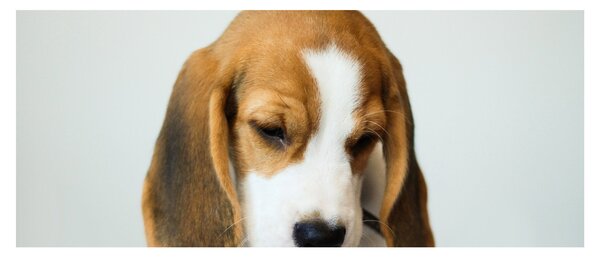 Beagle képe (120x50 cm)