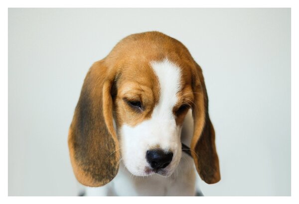 Beagle képe (90x60 cm)