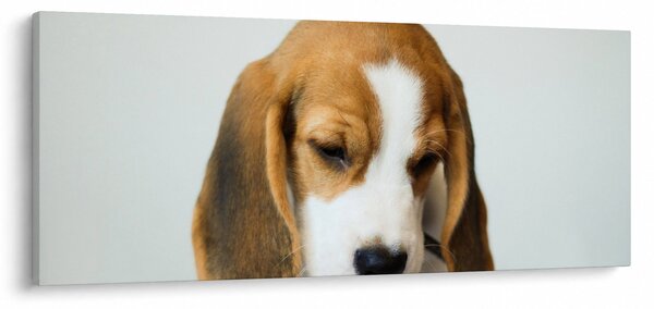 Beagle képe (120x50 cm)