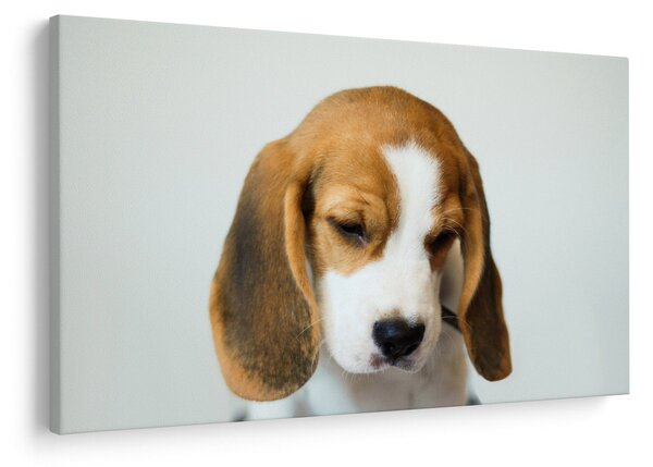 Beagle képe (90x60 cm)