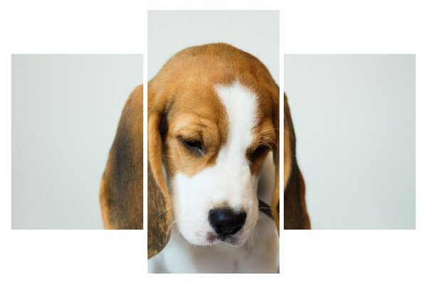 Beagle képe (90x60 cm)