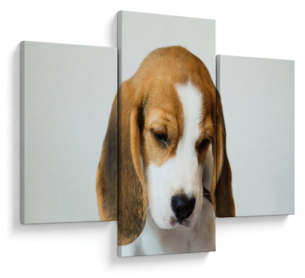 Beagle képe (90x60 cm)