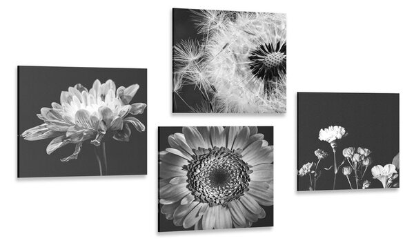 Képszett fekete-fehér lágy virágok