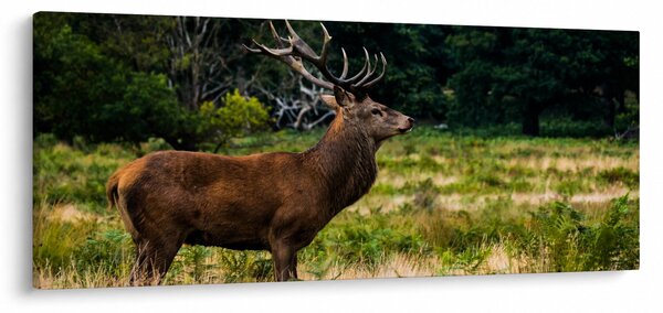 Szarvas képe (120x50 cm)