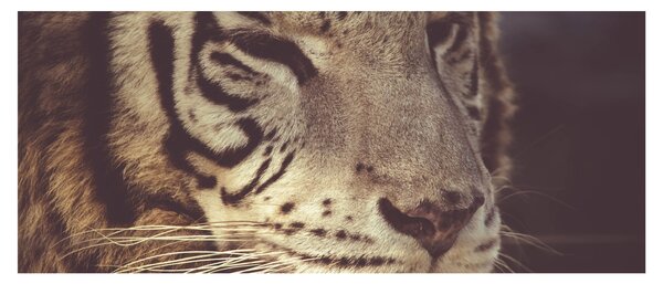 Tigris képe (120x50 cm)