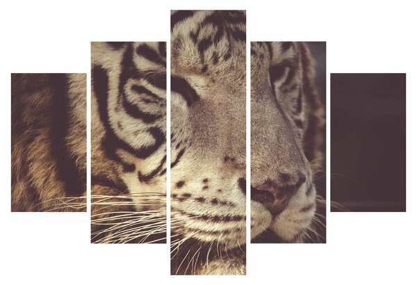 Tigris képe (150x105 cm)