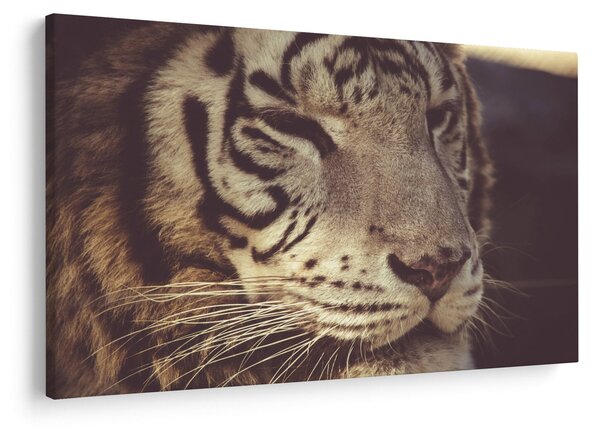 Tigris képe (90x60 cm)