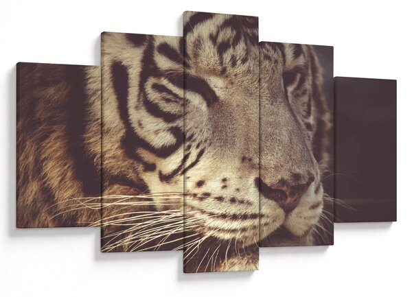 Tigris képe (150x105 cm)