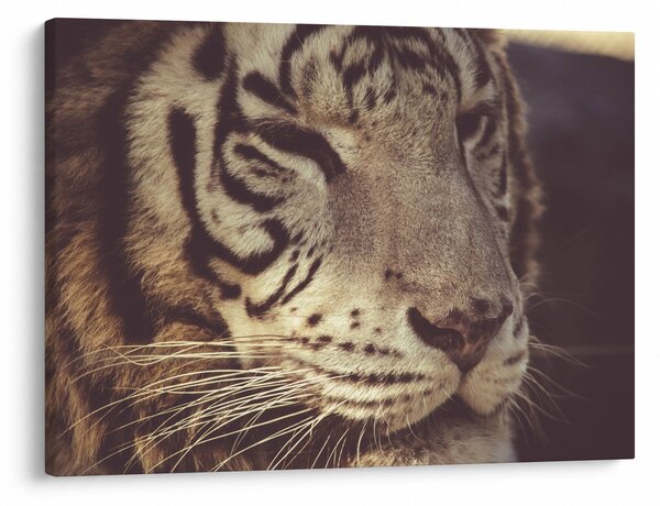 Tigris képe (70x50 cm)