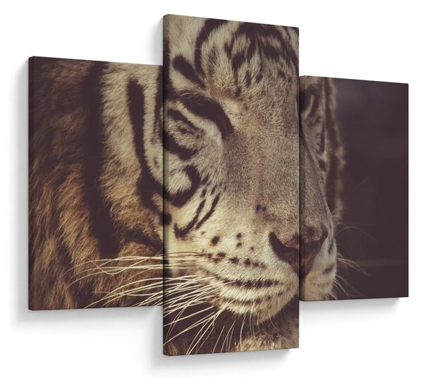 Tigris képe (90x60 cm)