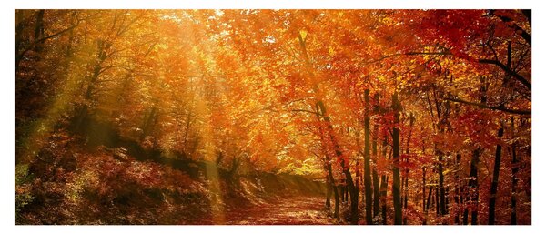 Őszi erdő képe (120x50 cm)