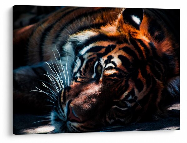Egy fekvő tigris képe (70x50 cm)