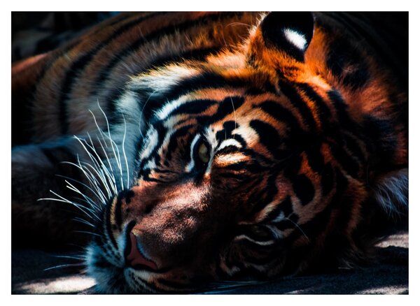 Egy fekvő tigris képe (70x50 cm)