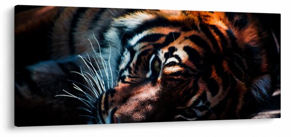Egy fekvő tigris képe (120x50 cm)