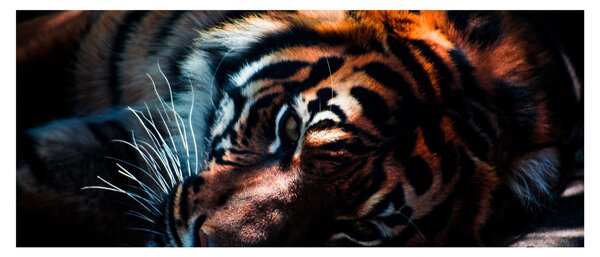 Egy fekvő tigris képe (120x50 cm)