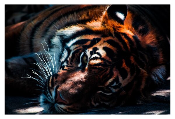 Egy fekvő tigris képe (90x60 cm)