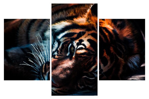 Egy fekvő tigris képe (90x60 cm)