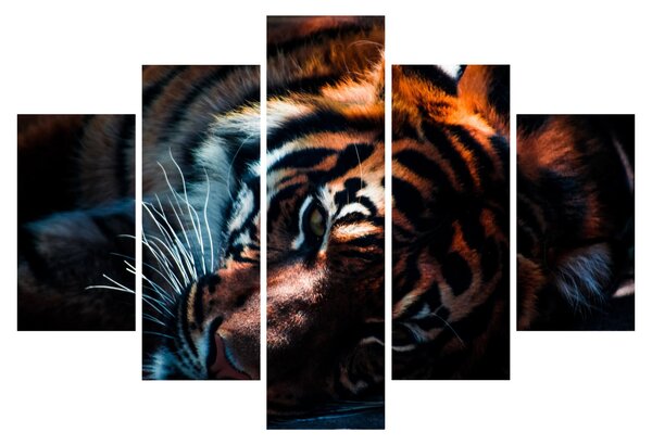 Egy fekvő tigris képe (150x105 cm)