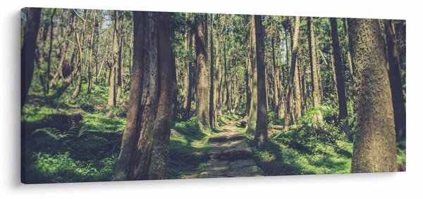 Kép egy út a fák között (120x50 cm)