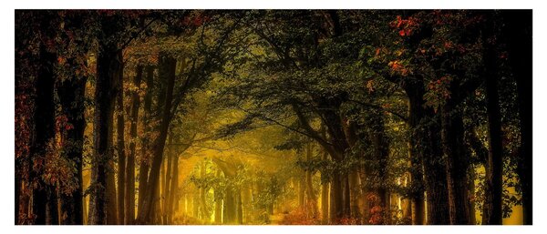 Erdő képe (120x50 cm)