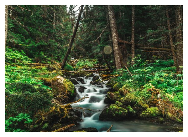 Patak képe az erdőben (70x50 cm)