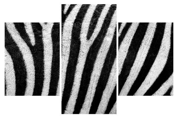 Kép egy zebra bőrről (90x60 cm)