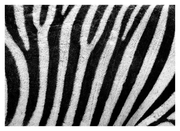 Kép egy zebra bőrről (70x50 cm)
