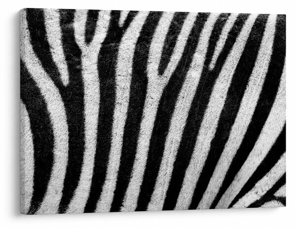 Kép egy zebra bőrről (70x50 cm)