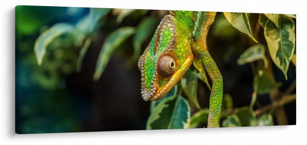 Kaméleon képe (120x50 cm)