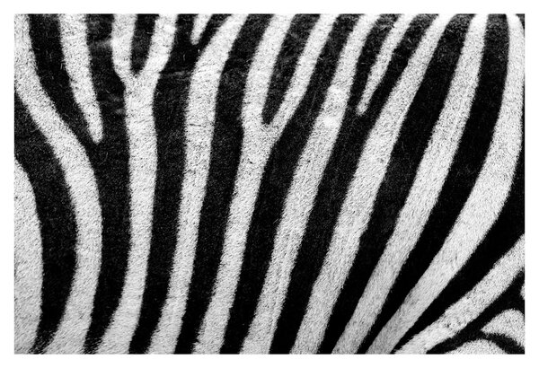 Kép egy zebra bőrről (90x60 cm)