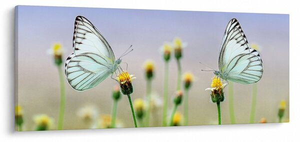 Pillangók eképe a virágon (120x50 cm)