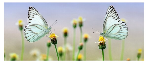 Pillangók eképe a virágon (120x50 cm)