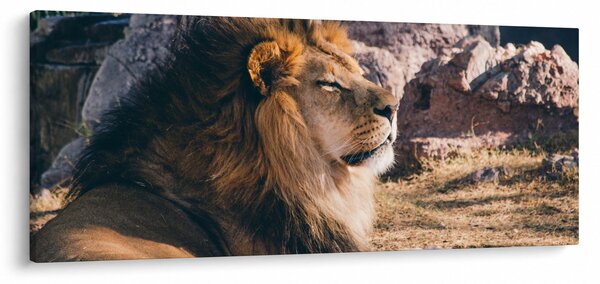 Egy fekvő oroszlán képe (120x50 cm)