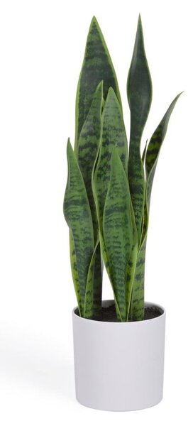 Műnövény (magasság 55 cm) Sansevieria – Kave Home