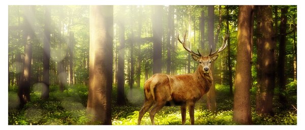Kép egy szarvas az erdőben (120x50 cm)
