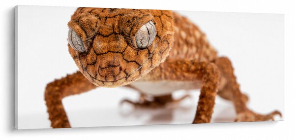 Gyík képe (120x50 cm)