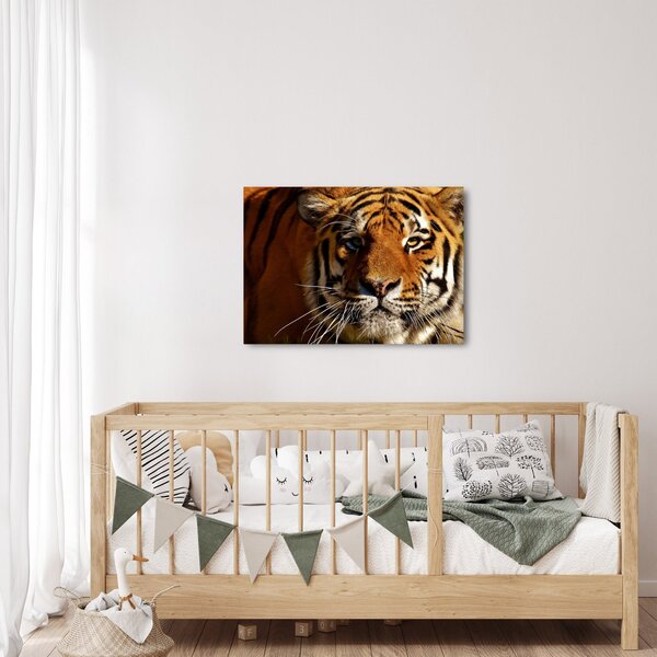 Tigris képe (70x50 cm)