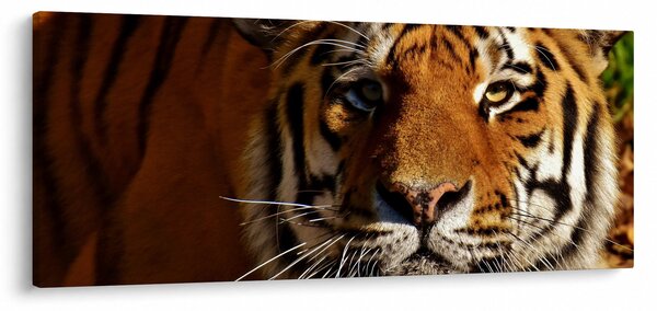 Tigris képe (120x50 cm)