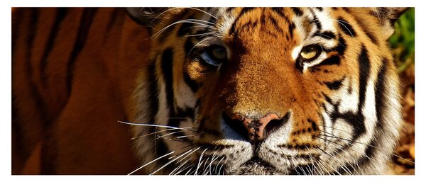 Tigris képe (120x50 cm)