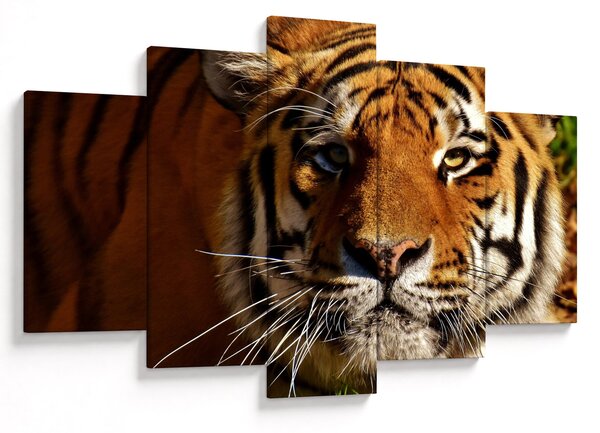 Tigris képe (150x105 cm)