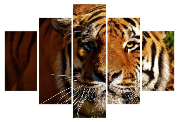 Tigris képe (150x105 cm)