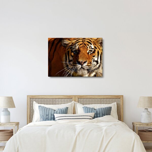 Tigris képe (70x50 cm)