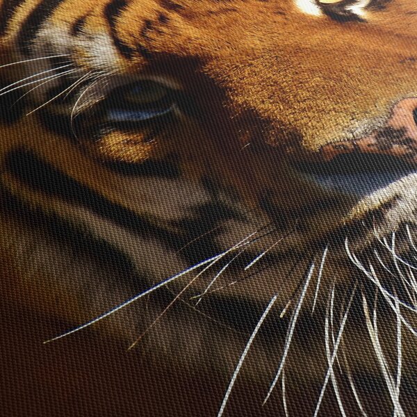 Tigris képe (90x60 cm)